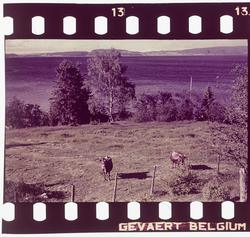 Kyr på Nesset.Bilder fra Nesset.