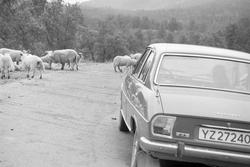Bil og sauer på Aunfjellet.