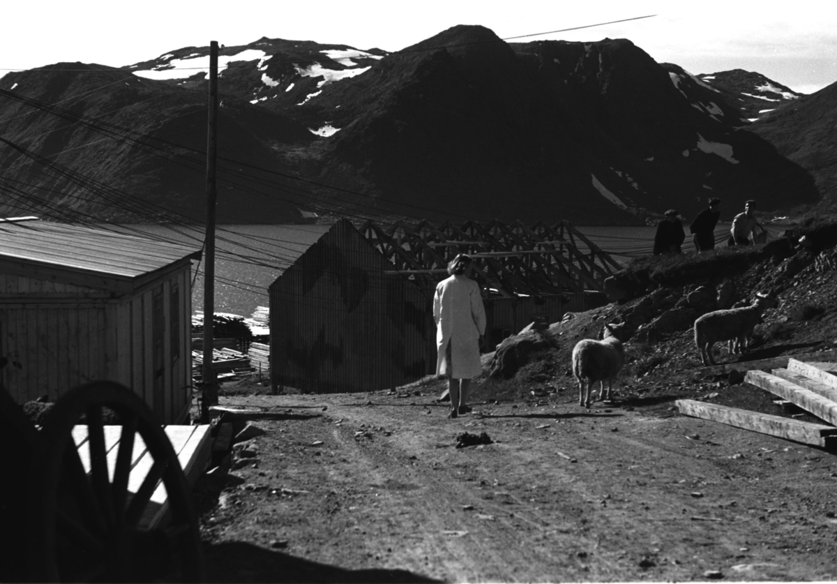 Jusstudent Solveig Hanche-Olsen fotografert på en grusvei i Honningsvåg en sommerdag i 1946.

Arkitekt Ola Hanche-Olsen arbeidet ved Brente Steders Reguleringskontor i 1946. Hovedadministrasjon for gjenreisning av Nord-Troms og Finnmark ble lagt til Harstad og fikk navnet Finnmark kontoret. Landsdelen Nord-Troms og Finnmark blev oppdelt i syv distrikt med hver sin administrasjon. Honningsvåg, distrikt IV, skulle betjene Nordkapp, Lebesby, Porsanger og Karasjok kommune.

Ola Hanche-Olsen har tatt bildene. Han var født 13. mars 1920 i Borre, død 11. februar 1998 i Gjettum. Han var både arkitekt og barnebokforfatter. Han hadde artium fra 1939, arkitekteksamen fra NTH 1946 og arbeidet deretter ved Finnmarkskontoret 1946–48 før han etablerte egen arkitektpraksis. Han debuterte som barnebokforfatter i 1974 med lettlest-boka "Knut og sjørøverne", og skrev i alt 12 bøker. Han var XU-agent 1944-45, og var også en aktiv fjellklatrer og friluftsmann. Ola var gift med Solveig Hanche-Olsen (f. Falkenberg); de fikk 3 barn, blant dem matematikeren Harald Hanche-Olsen.

