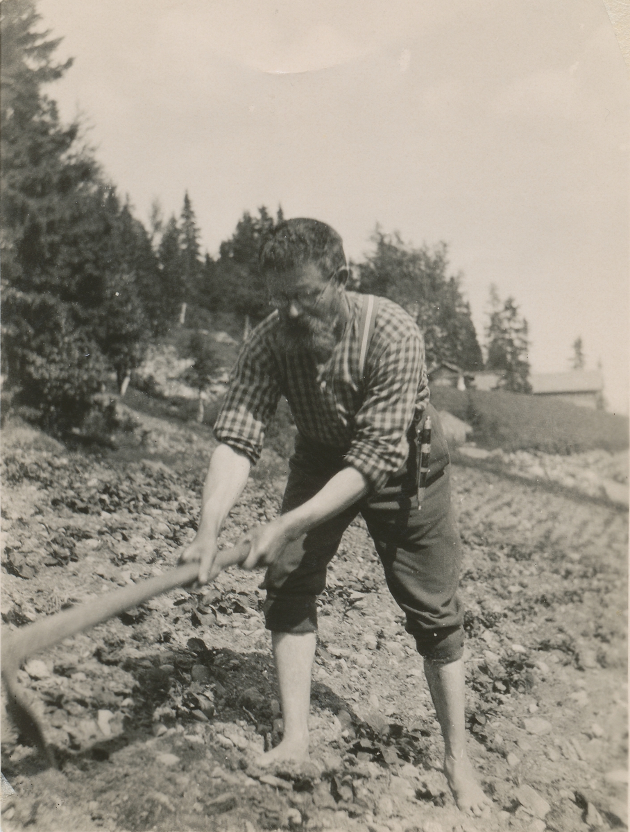 En mann arbeider i åkeren med ei hakke. Skjeldrup som hypper poteter?