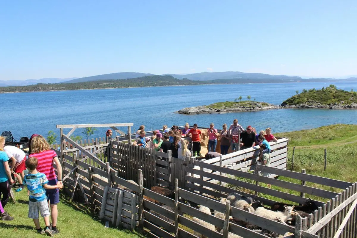 sauesanking: sauar i båsar med folk rundt, sjø i bakgrunnen