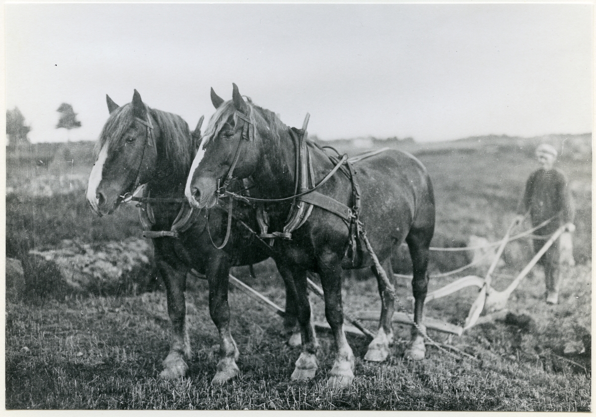Vittinge sn, Heby kn, Nässelsta.
Två hästar drar plogen, c:a 1922.