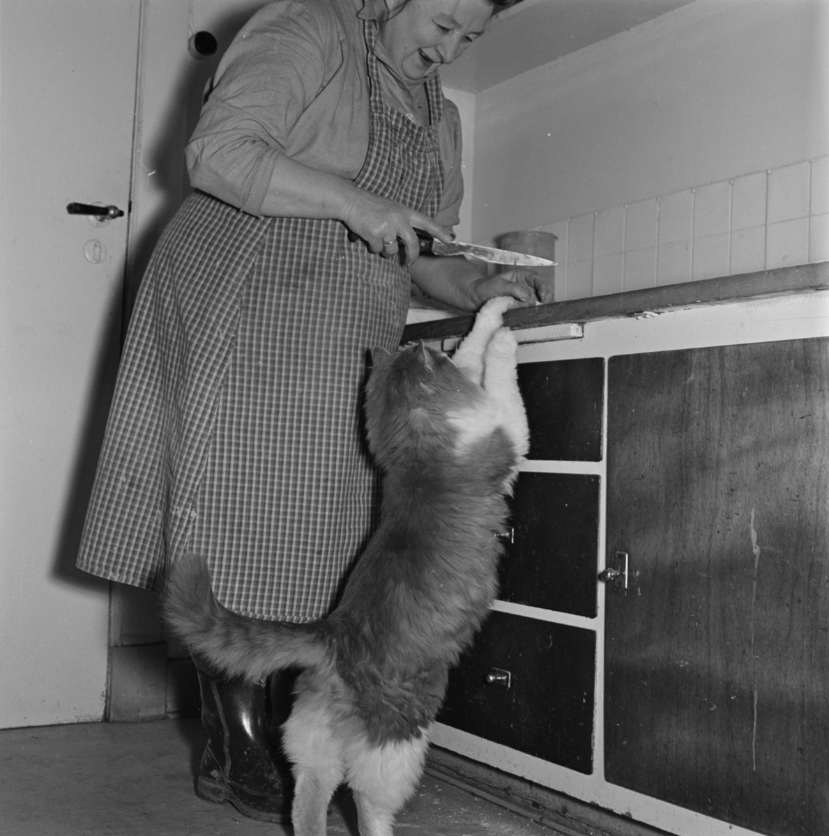 Mimmi Stokker med katten Baldrian ved kjøkkenbenken. Sørum gård i Gjerdrum