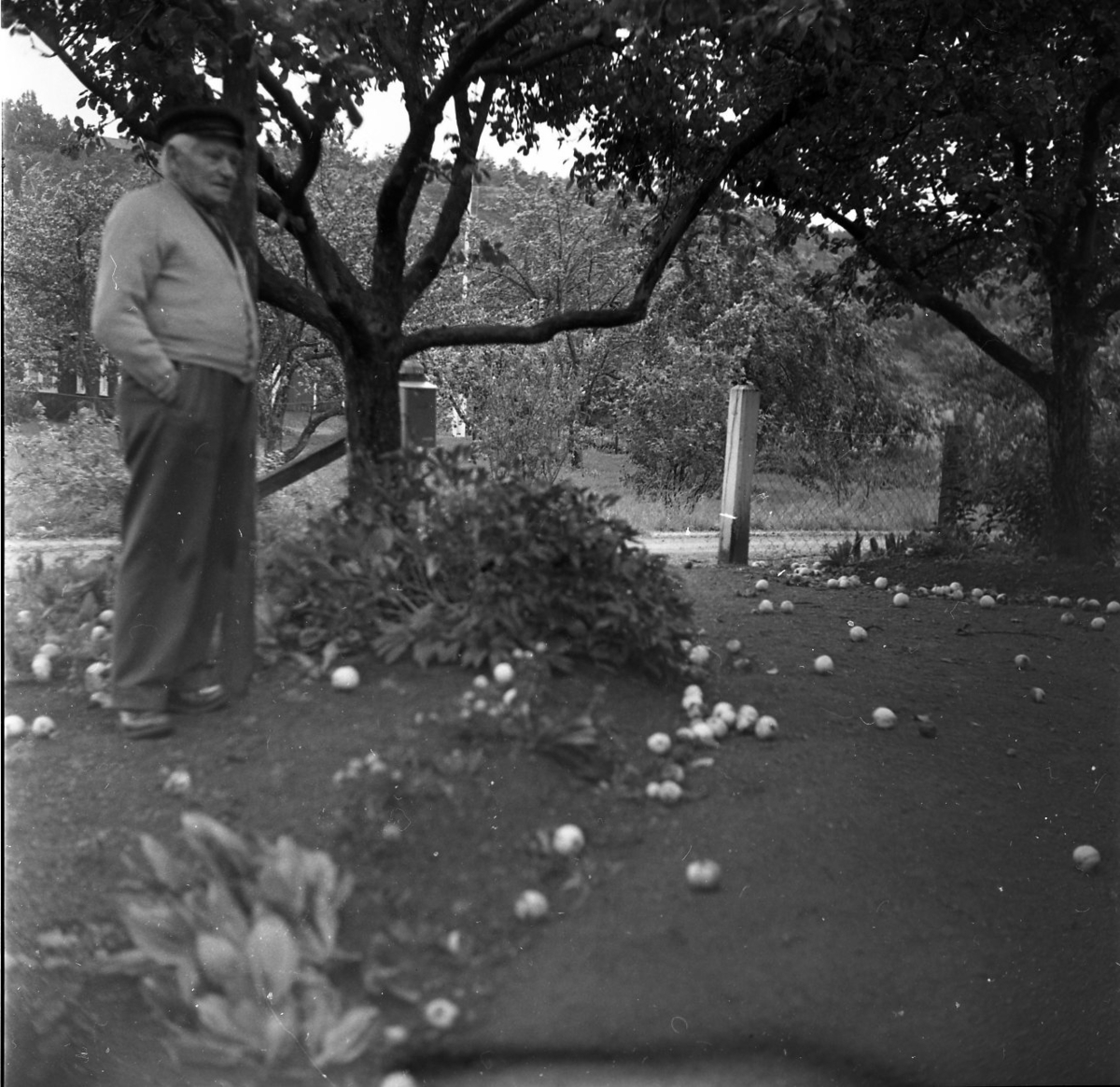 Ernst Stark med keps och ljus cardigan står i sin trädgård i Röttle. Det ligger mycket fallfrukt på gräsmattan.