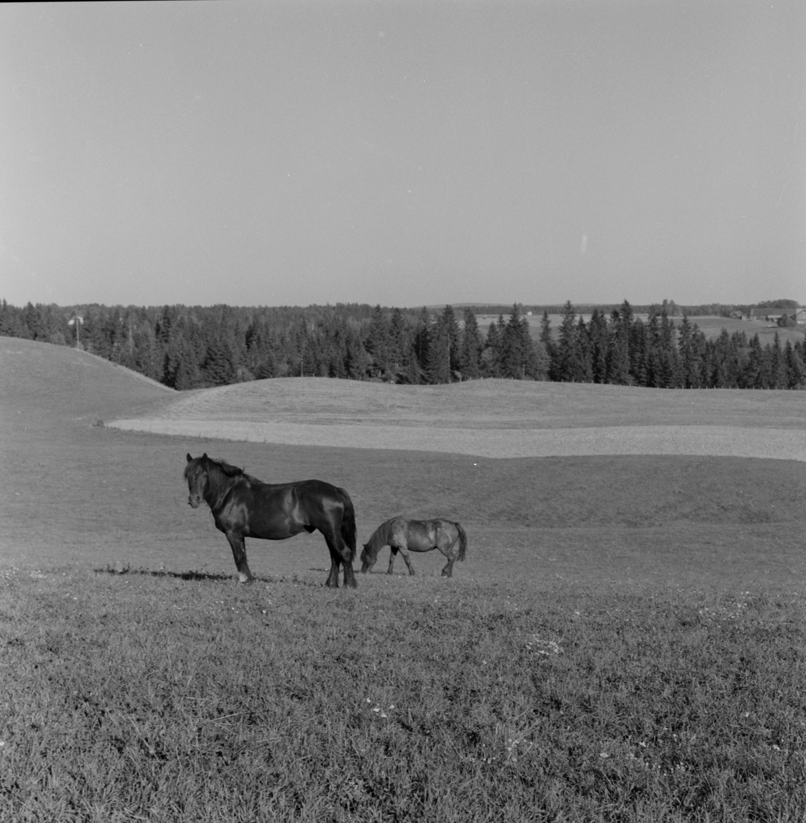 Hester med føll på beite, Sørum gård i Gjerdrum Sommeren ca. 1962