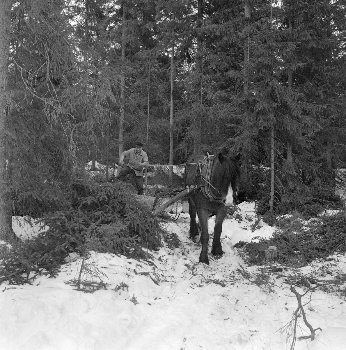 Jørgen Larsen (1919-1988) fra Hernes i Elverum (Hedmark) og skogshesten «Blessen», fotografert under tømmerlunning i skogsområdet Stavåsen vinteren 1971. Arbeidet ble utført med trekkredskapet «bøyledrag». Bøyledraget besto av dragarmer av bjørketre med ei omvendt U-formet jernbøyle som «bank» (forbindelsesledd) mellom de bakre delene av trekkstengene.  Disse er beslått på undersida, slik at de fungerte som meier. Jernbøyla var utstyrt med jernlenker (snarekjetting) som stokkendene ble stroppet i, slik at det bare var bakendene som ble slept på bakken.  Bøyledraget ble vanlig i norsk skogbruk i åra etter 2. verdenskrig, fortrinnsvis til lunning (samling av stokker på et hogstfelt i ei «lunne», der tømmeret seinere kunne hentes med en slede som hadde større lastekapasitet og kjøres til fløtingsvassdrag eller bilveg).