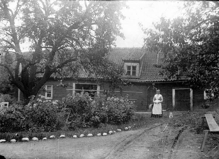 Ulfsparregården vid Östra Storgatan 74 i Jönköping. Det är Julia Ulfsparre som står vid gårdshuset tillsammans med katten Malle/Malla. Kring "rundeln" till vänster ligger kritade stenar. Till höger "gröna salongen" där sommarkaffet dracks, men även där alla katter i lunden begrovs.
Uppgift på negativasken "Jönköping april 1897.