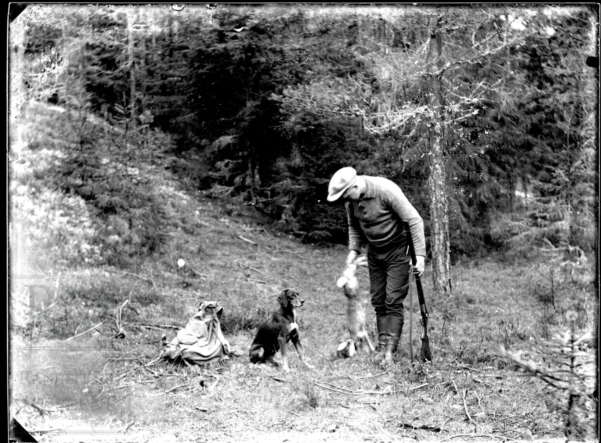 Harejakt. En mann med gevær holder opp en hare og en hund sitter ved siden av.