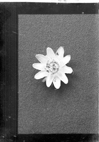 Fotografi av en liten blomma.