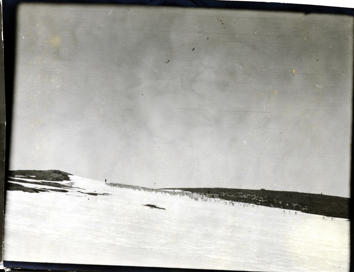 Snødekt fjellvidde i Sikkilsdalen, Nord-Fron. Reinflokk skimtes i bakgrunnen. Fotografert påsken 1905.