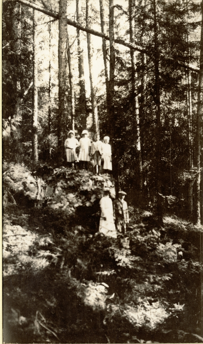 Lerkeskog med 37 meter høye trær ved Øyeren gard i Hedmark. Trærne ble plantet av kammerherre Marcus Giøe Rosenkrantz i 1803. Personene på bildet er antagelig familien Egeberg og ukjent gutt. Fotografert 1917.