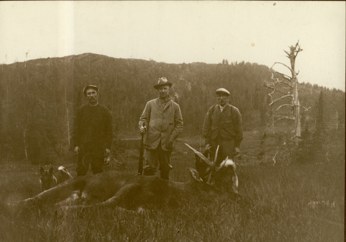 Tre elgjegere poserer med jaktbyttet i Harran, Namdalen. Fra venstre Johan Lindsetmoen, Westye P. Egeberg og Anton Falmår. Området tilhører Firmaet Albert Collett. Fotografert september 1923.