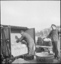 To menn pakker leirkrukker i en trillevogn. De har lagt høy 