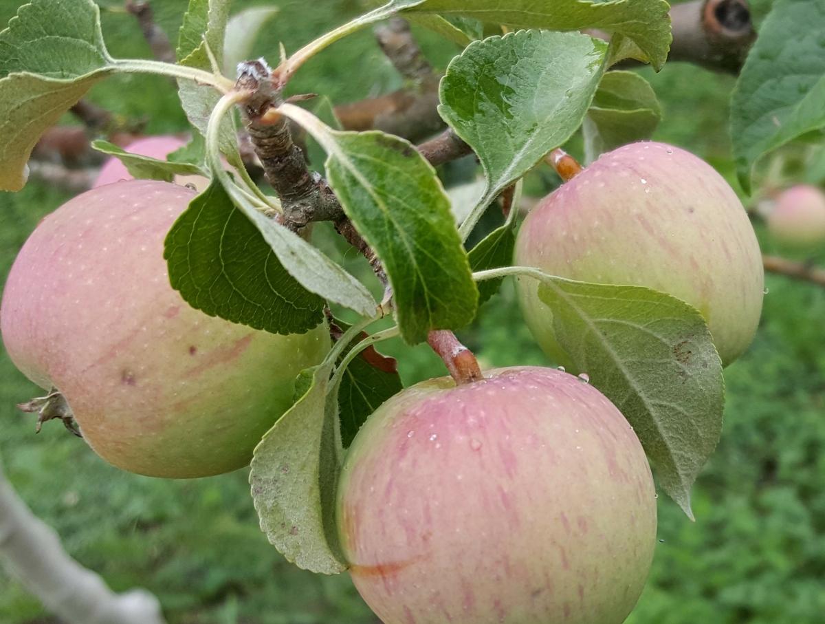 "Äpple från Skerike" samlades in 2006 från Kommunistergården i Skerike utanför Västerås. Givaren berättar att en farbror till nuvarande bonde planterade `Alexander´, `Oranie´, en sort som liknar `Röd Gravensteiner´ men troligen är `Mme Palm´ eller `Drakenberg´, samt `Hedenlunda´. Äpplet mognar i september, är en bordsfrukt och växer tämligen svagt. Äpplet är tidigare sortbestämt till `Hedenlunda´. 2018 säger samme pomolog att det är en frösådd - "liknar `Grågylling´ men utan smak". Även 'Fiholms Ribston' och 'Grågylling' är sorter på förslag. Utredningen fortsätter. Äpplet växer idag i fruktträdgården vid soldattorpet på museet. 