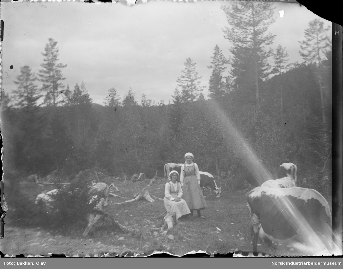 To kvinner stående i skogsområde sammen med kuer. Antagelig budeier.