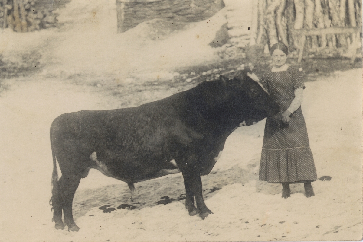 Kvinne med okse i Usen, Dalsbygda