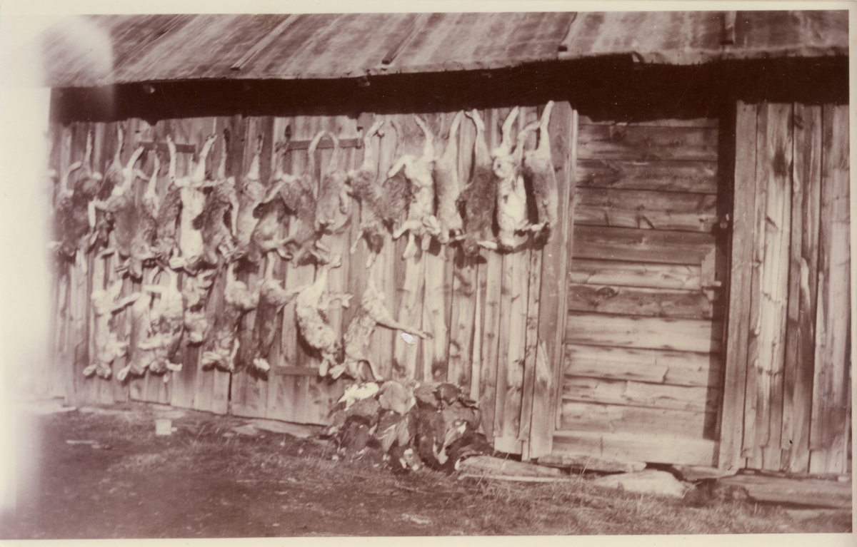 Harefangst, skogsfugl hengt på uthuset ved Gruvstuggu, 30-åra