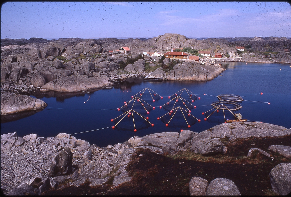 Disse spesielle merdene ble kalt "Skrettingmerder", da de var utviklet av firmaet "Skretting A/S". De er i dag en av Norges største produsenter av laksefôr. Bildet er fra 1974.