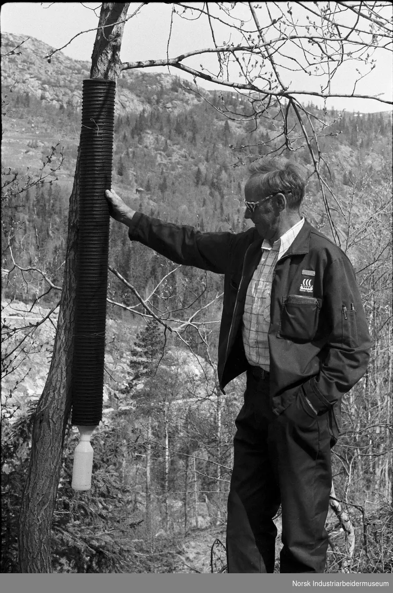 Mann i arbeidstøy fra Norsk Hydro viser frem en barkebillefelle i skogen.