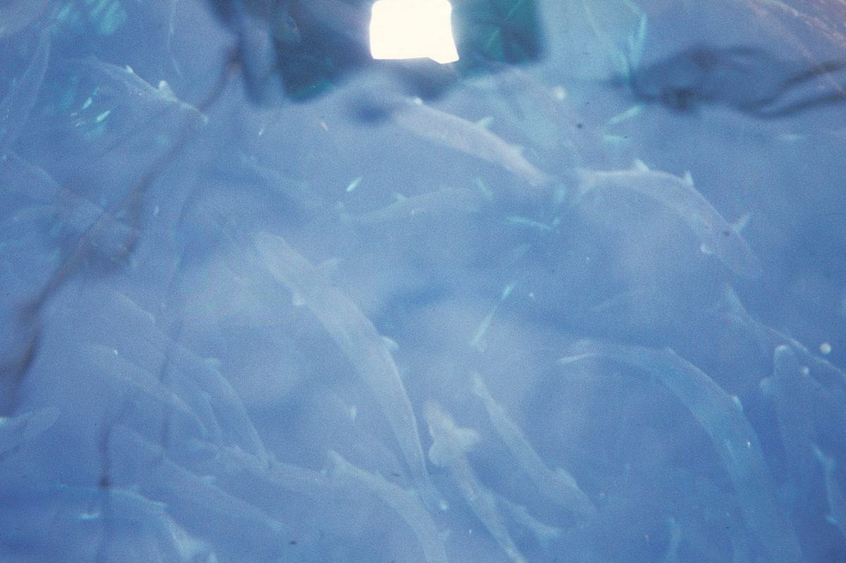 Detalj fra Akvaforsk sitt forsøksanlegg på Sunndalsøra. Nærbilde av et kar med settefisk.