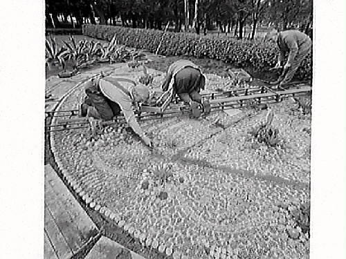 Tidningsartikel: "Kaktusplanteringen i Järnvägsparken". Fem bilder som visar olika moment vid planteringen av kaktusarna. Årets mönster var "Musiksommar" och stadsträdgårdsmästare vid tiden var Nils Gustavsson.
Bilderna är publicerade i Hallands Nyheter, 1969-06-03.