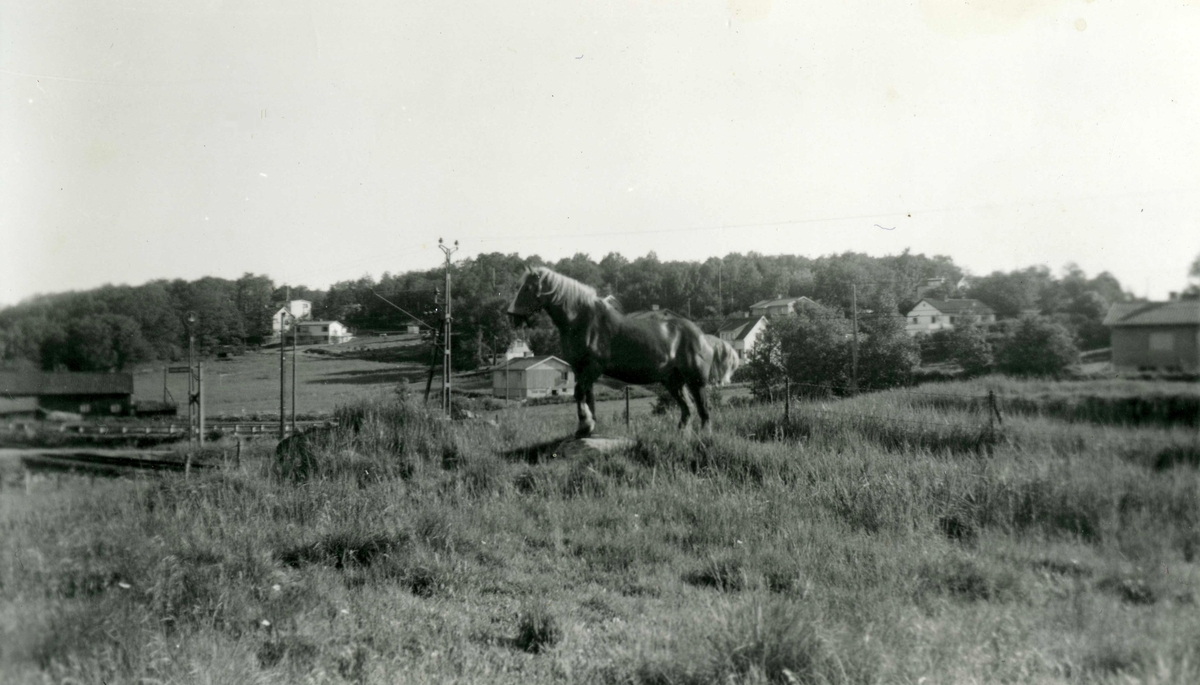 En arbetshäst står på ängsmarken vid Ekans gård, Ekan 1:1 år 1953. Till vänster ses Backen "Adolfs" och i bakgrunden skymtas villor i Kyrkbacken - Stomvägen.