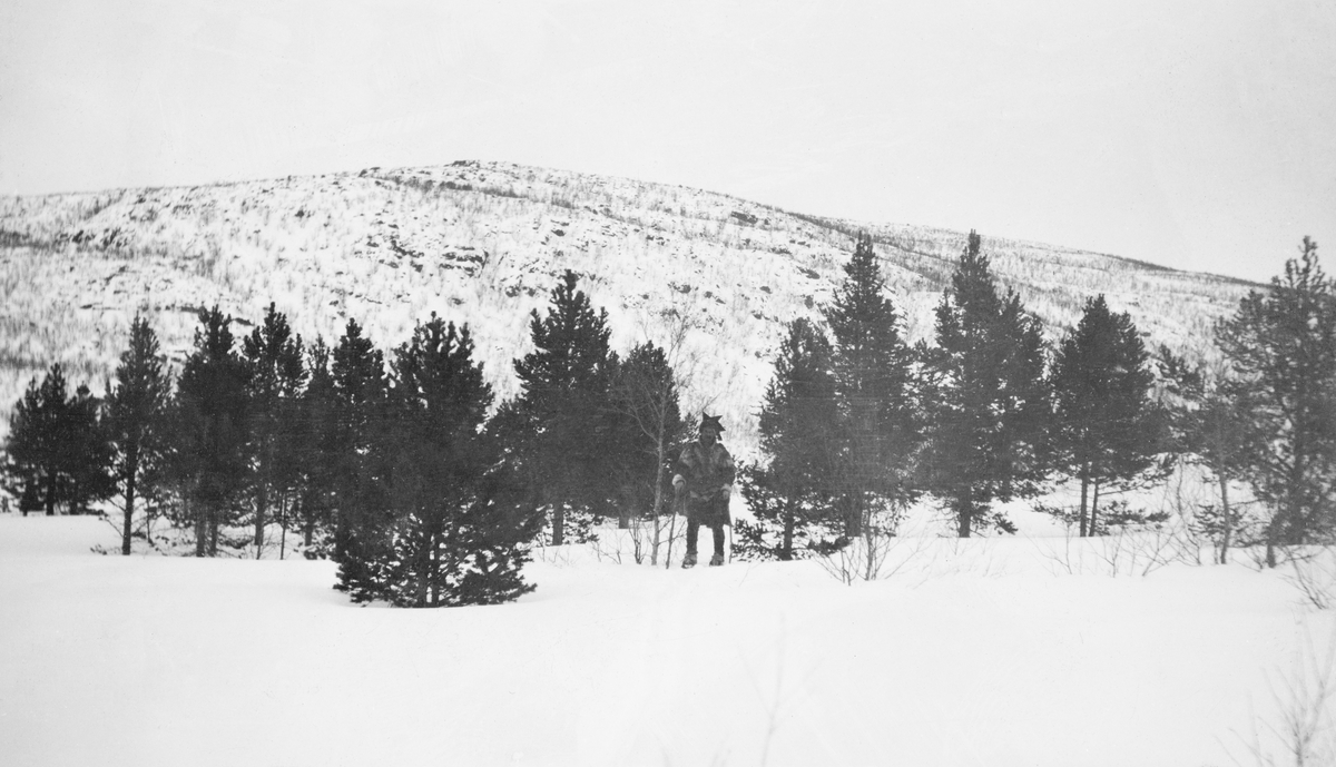 Landskapsbilde fra et område som fotografen på et dette motivets kartotekkort har kalt «ovenfor Voullesnjarg, ca. 5 k. fra Valjokholmen». Dette er antakelig norske forvanskninger av samiske navn, som ikke lenger finnes i kartverkets navnedatabaser, men Váljohka er ei elv som renner ut i Tanavassdraget i den østre delen av Karasjok kommune i Finnmark. Fotografen, skogforvalter Arthur Klerck, har tatt dette bildet for å dokumentere framvekst av furu på en lokalitet der det ikke hadde vært slik skog noen tiår tidligere. Sentralt i bildet, mellom trærne, skimter vi silhuetten av en mann med kufte og såkalt stjernelue eller «firevinderslue», antakelig en same. I bakgrunnen ser vi en snødekt åsrygg med spredte bjørketrær.