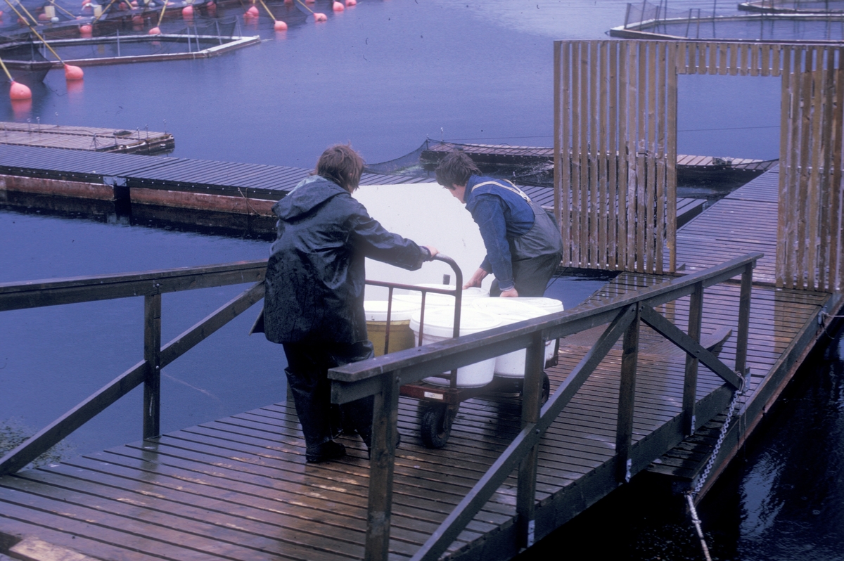 To personer ruller en tralle med stamper ned landgangen til merdene. Akvaforsks forsøksanlegg på Averøya.