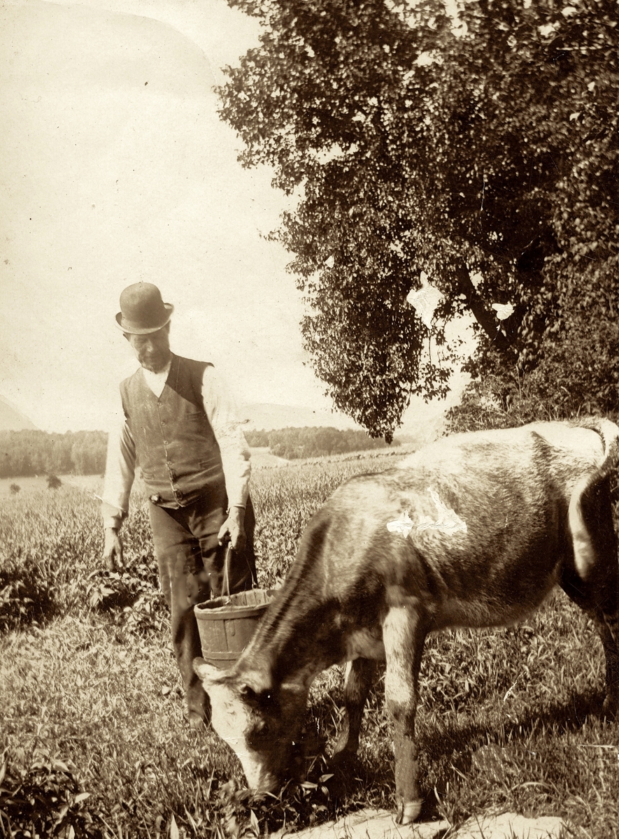 Karl Andersson (född 1858 i Livered "Majas", död 1931 i Livered "Majas") håller en hink ståendes vid en ko, cirka 1915 - 1920.