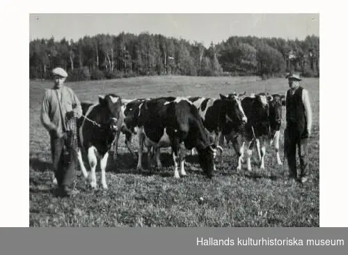 "Korna sammanbundna i ok enligt gammal sed. Ett bra sätt då en person ensam kunde ta hem många kor. August Andreasson har okat ihop korna och Axel Johansson har hand om tjuren. Sunvära 8, sommaren 1939."
