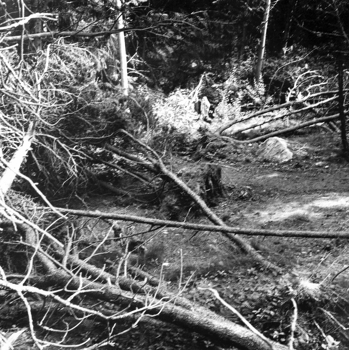 Söndrums sn, Tjuvahålan. Skogsparti, ca 30 m från det fornlämningsområde med tre rösen, som röjdes våren 1968.
