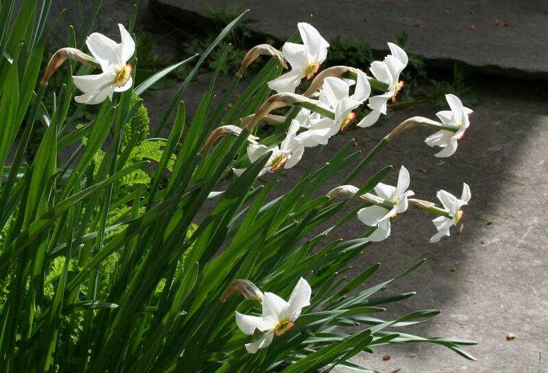 Narcissus poeticus var. recurvus (Foto/Photo)