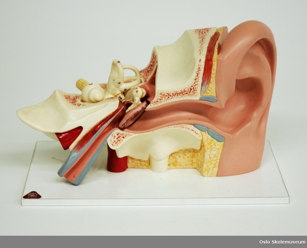 Anatomisk modell av et øre (ytre øre og øregang) forstørret ca. tre ganger. Mellomøret/det indre øret er gjennomskåret slik at man ser hvordan øret et bygget opp. Her er det to løse deler: En av hammer, ambolt og stigbøylen, og en av sneglehuset. De ulike komponentene et øre består av er merket med tall og bokstaver. Øret er festet på en hvit plate ved hjelp av tre skruer.