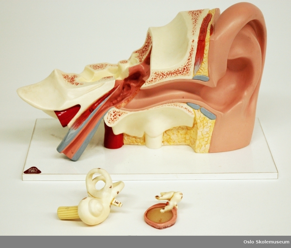 Anatomisk modell av et øre (ytre øre og øregang) forstørret ca. tre ganger. Mellomøret/det indre øret er gjennomskåret slik at man ser hvordan øret et bygget opp. Her er det to løse deler: En av hammer, ambolt og stigbøylen, og en av sneglehuset. De ulike komponentene et øre består av er merket med tall og bokstaver. Øret er festet på en hvit plate ved hjelp av tre skruer.
