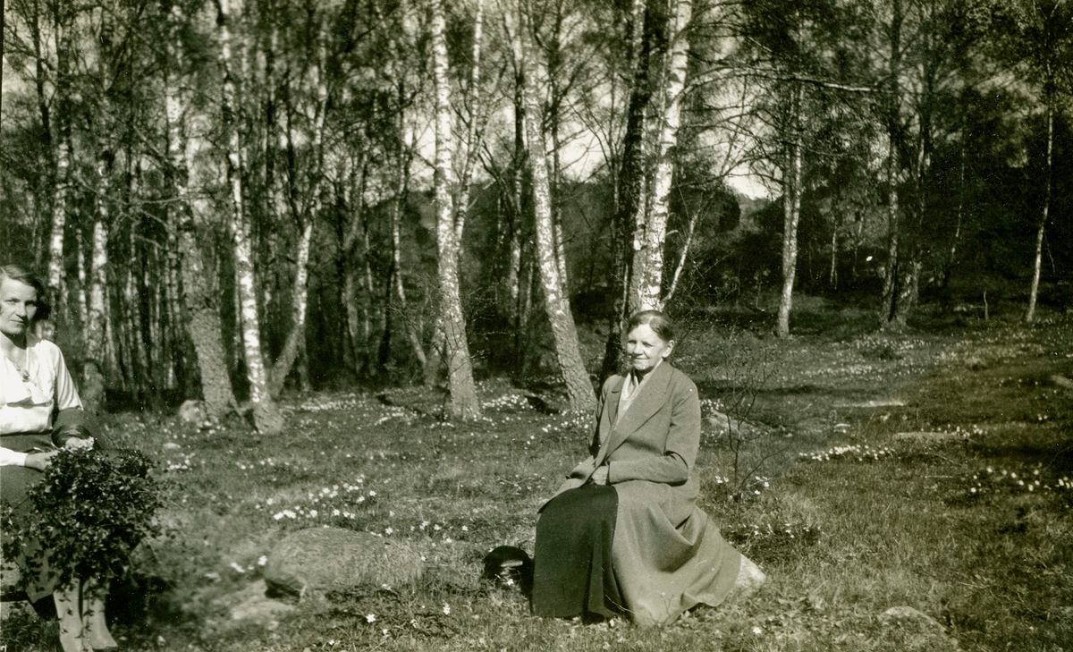 Vitsippor på tomten tillhörande Kållered Stom "Nygård" (revs 1970) som låg utefter järnvägen och Gamla Riksvägen, okänt årtal. Från vänster skymtar Ingeborg Gustavsson (1901 - 1987, gift Johansson) och modern Carolina Gustavsson (1873 - 1949).