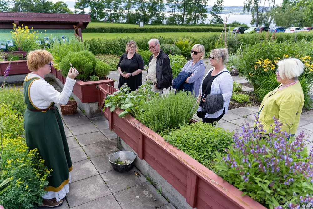 Urtehagegartneren har tatt på seg middelalderkjole og holder en omvisning for en gruppe turister i giftplanteavdelingen i Urtehagen på Domkirkeodden. Rundt de giftige plantene står et høyt kassebed med ulike spiselige og ufarlige planter, som oregano og timian, og dette er hagens sansebed.