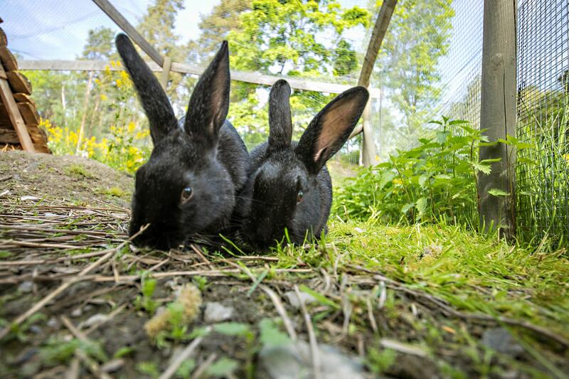 To svarte kaniner (Foto/Photo)