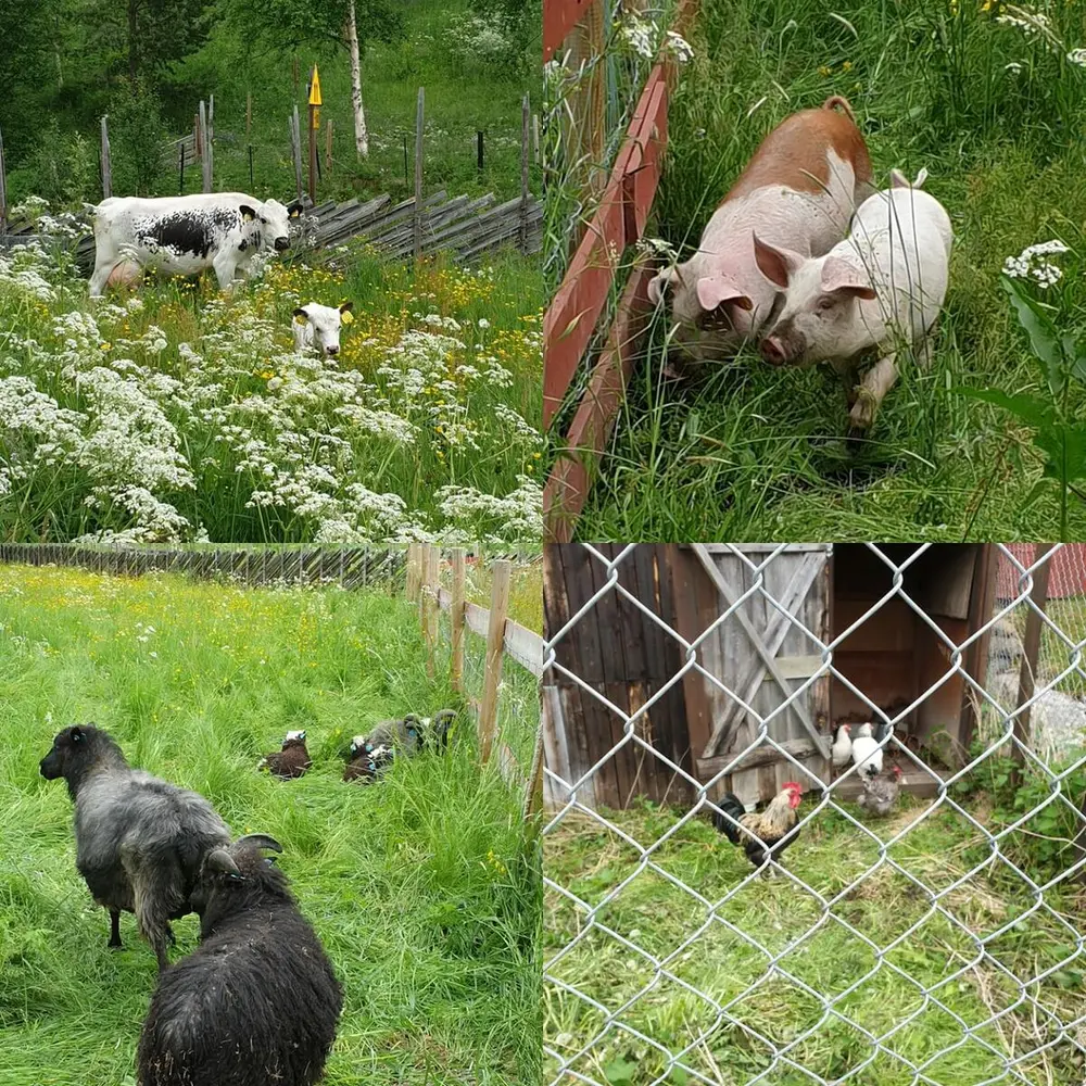 ku sau gris og høner på Dølmotunet