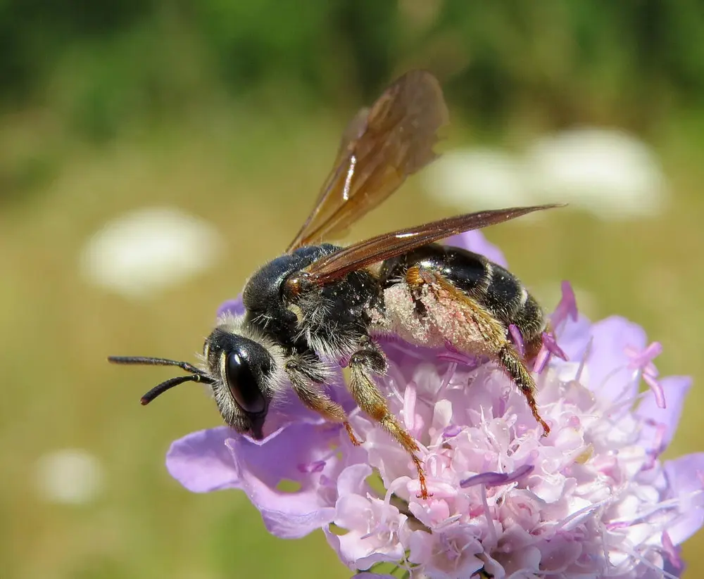 Foto av en rødknappsandbie som sitter på en rødkløver og samler pollen