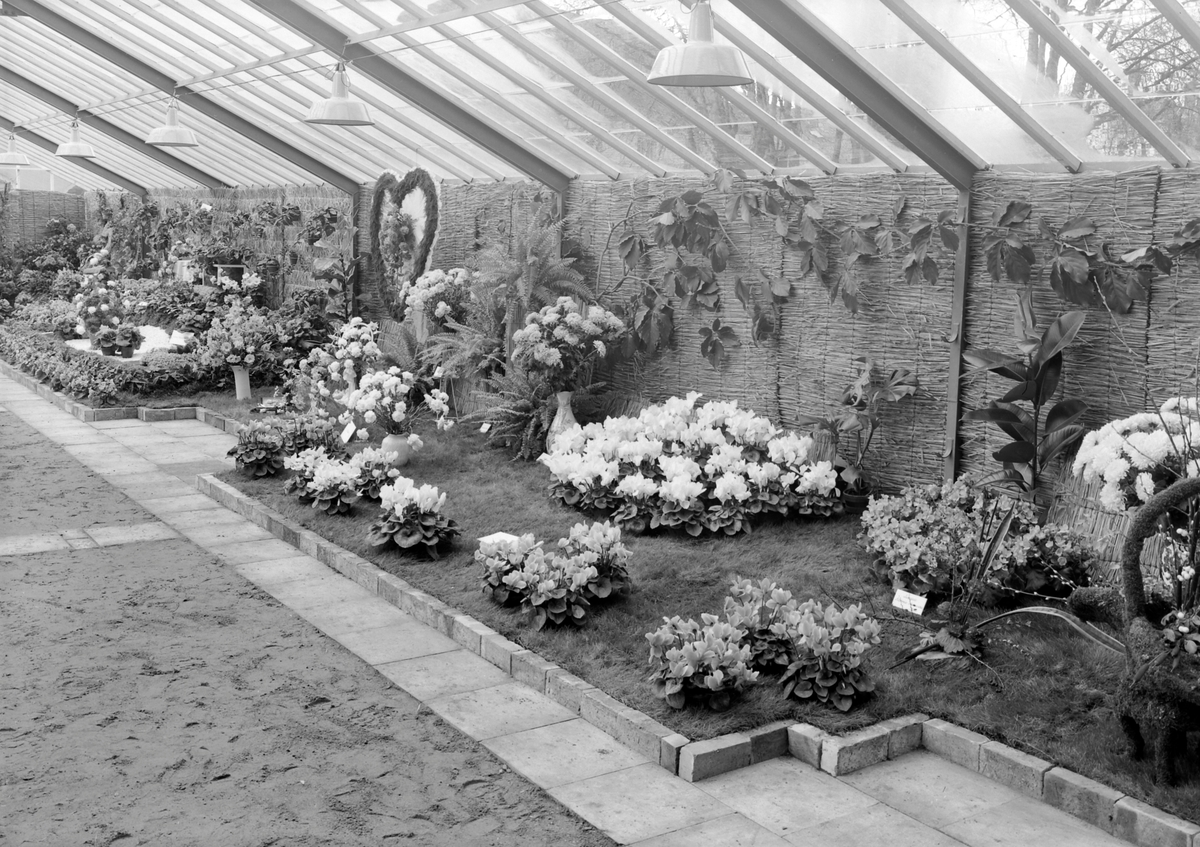Trondheim Gartnerforenings blomsterutstilling 1953