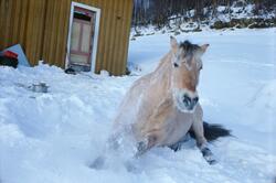 Hest ligger i snøen utendørs på gården Aust-Førnes, Møsstron