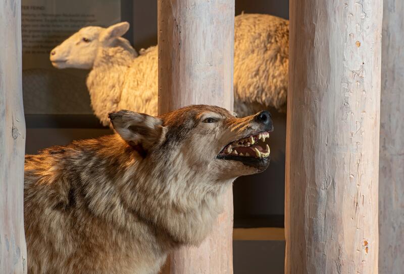 Wolf standing between tree trunks in the exhibition Tråkk. A sheep can be seen in the background
