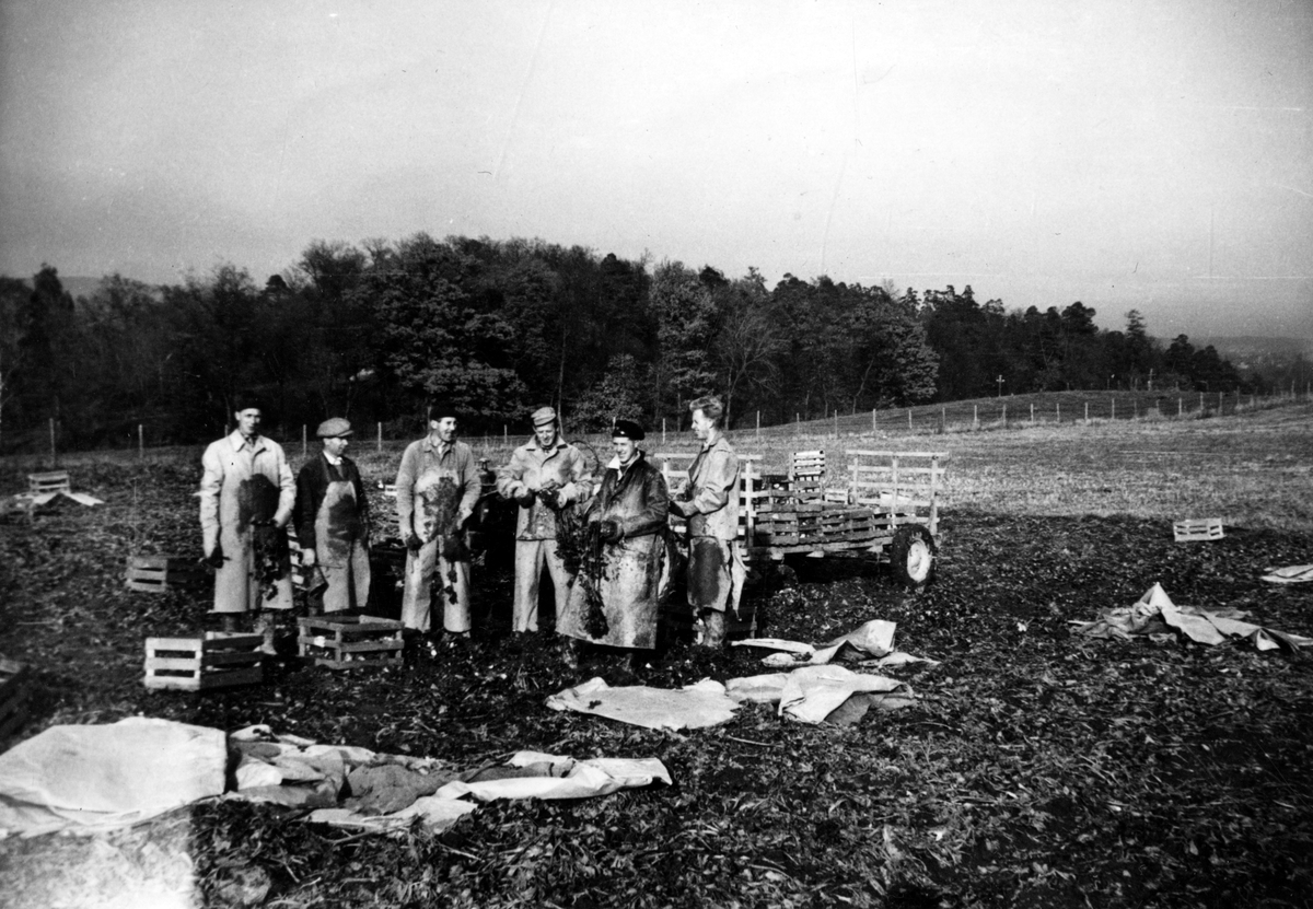 Innhøsting av selleri på Bygdø Kongsgård, ca. 1958. Fra venstre ukjent person, Knut Liljedal, gartner Odd Fjellvang, antakelig Brødremoen samt to ukjente personer. Dronningberget i bakgrunnen.
