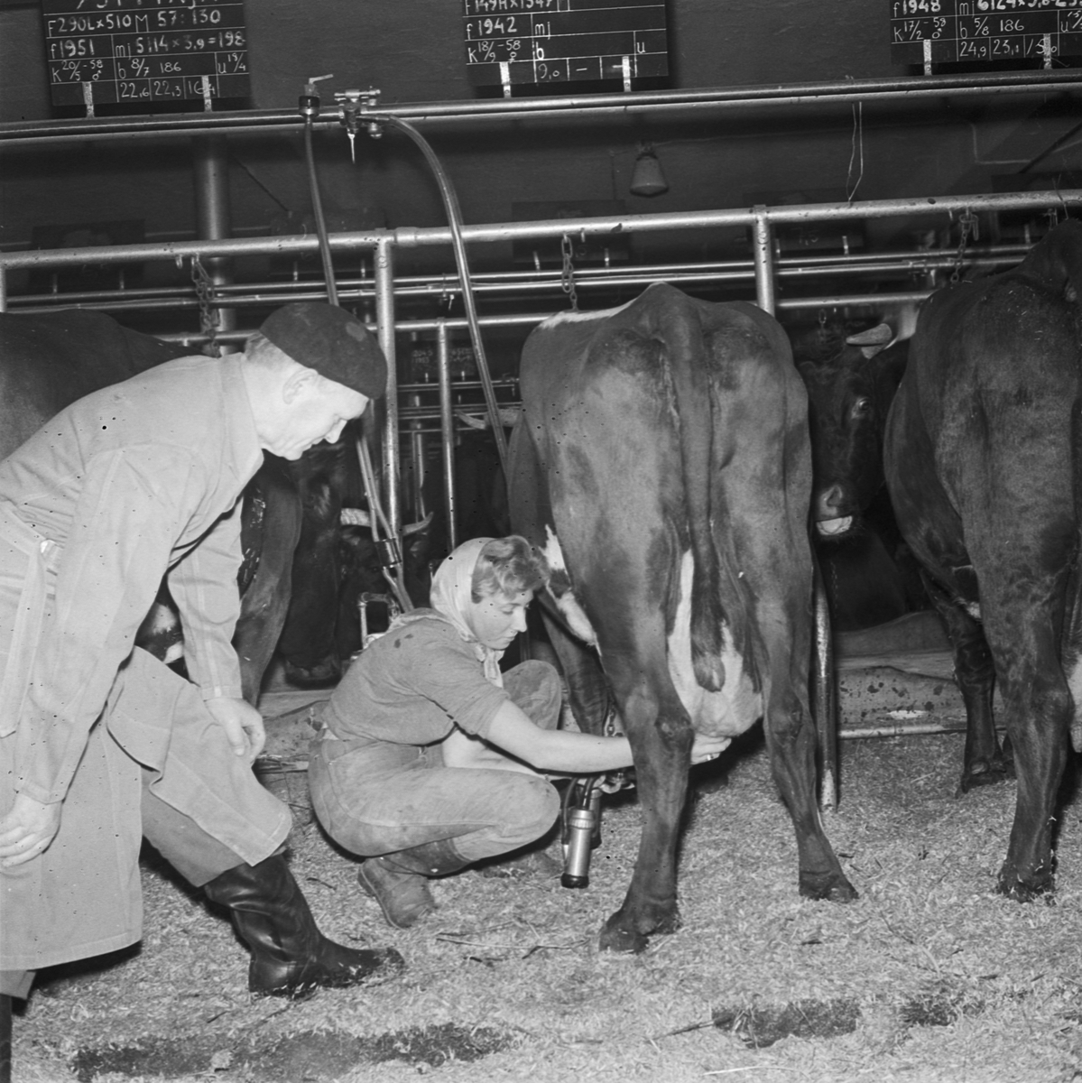 Lantbrukshögskolan, mjölkning, Uppsala 1958