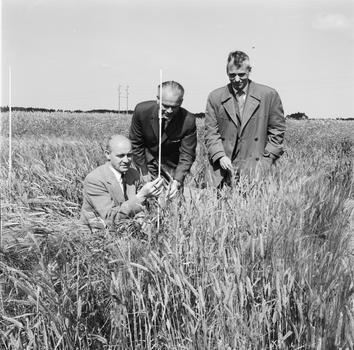 Lantbrukshögskolan, professor Åberg med två docenter, Uppsala 1963