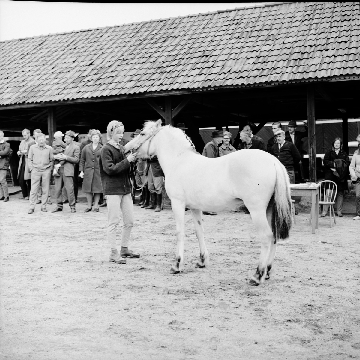 Lantbrukshögskolan, hästpremiering i Ultuna, Uppsala 1964