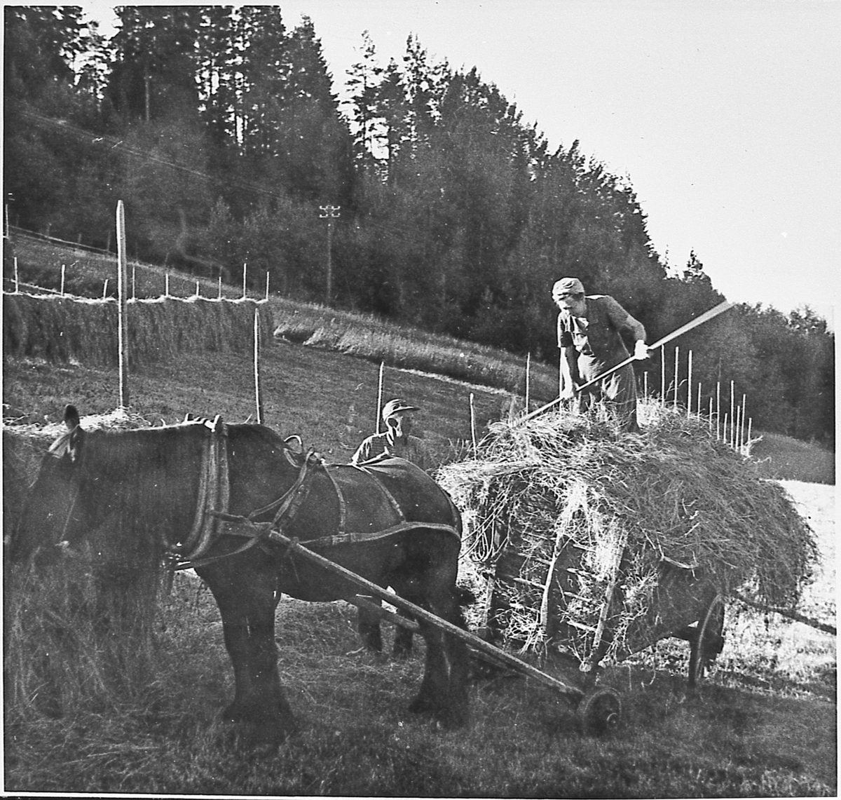 Høykjøring på Nedre Sætra, ca. 1960. Engebret Sætra lesser høy og søsteren Gudrun Tangen trår lasset.