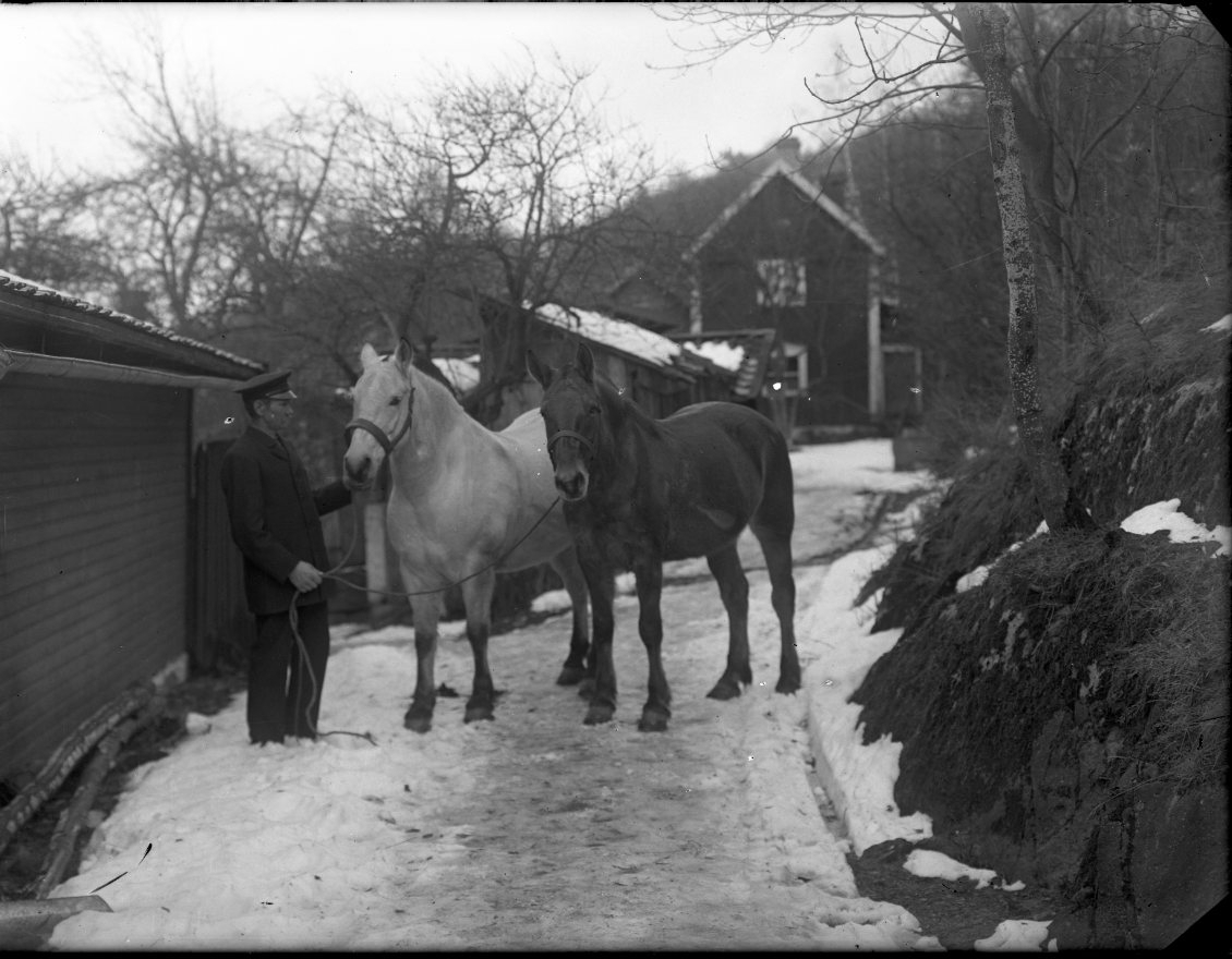 En man står med två hästar på en vintrig uppfart till ett hus längre upp i bild.
