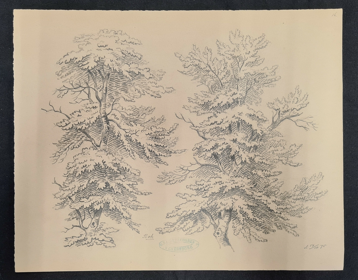 Teckning av F. A. Zettergren över ett träd, en bok.  Teckningen är stämplad med F. A. Zettergren Wenersborg. Den är även daterad 14/10 1875.