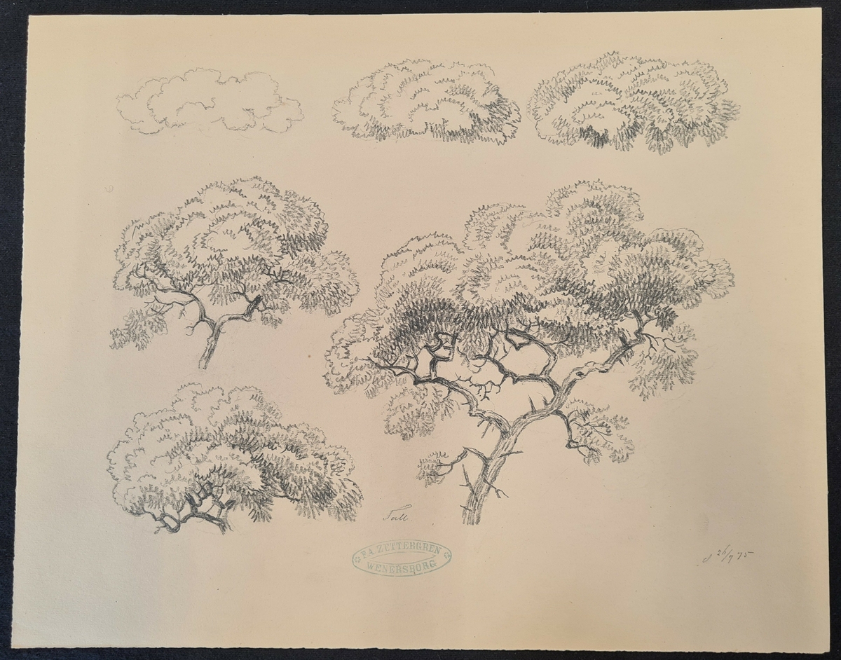 Teckning av F. A. Zettergren över ett träds grenverk, en tall. Teckningen är stämplad med F. A. Zettergren Wenersborg. Den är även daterad 26/9 1875.